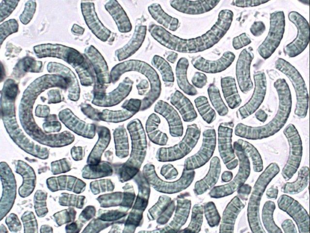 Microscopic view of spiruline powder (Arthrospira spp.)