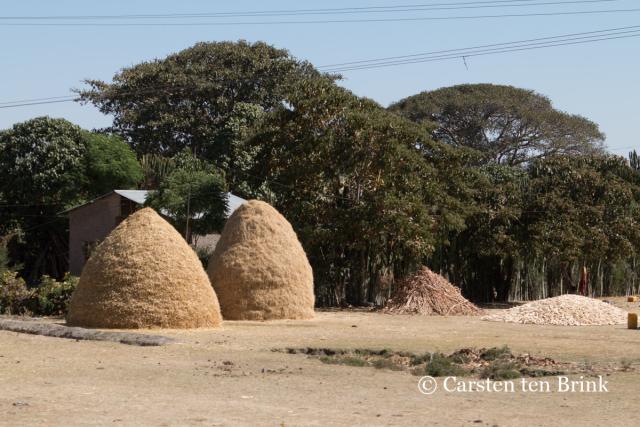 Stacks of drying tef hay (Ethiopia)