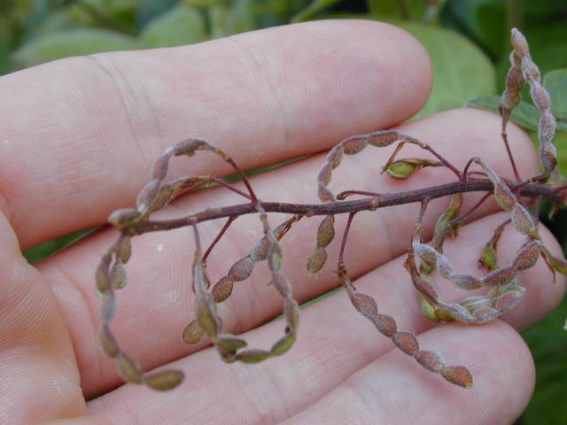 Greenleaf desmodium (Desmodium intortum), pods, Maui, Hawaii