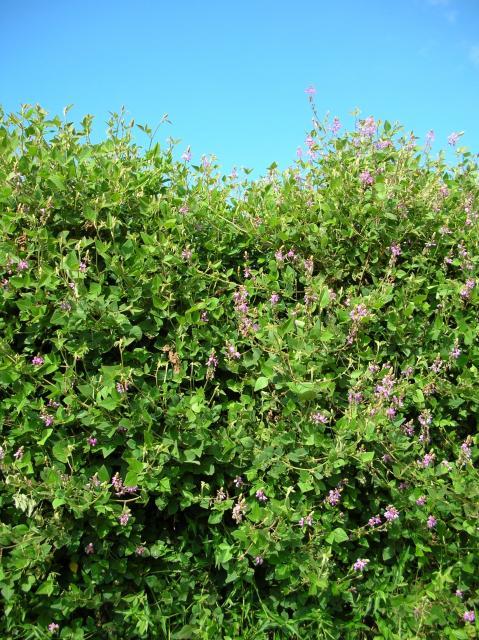 Greenleaf desmodium (Desmodium intortum), trailing and climbing vines, Maui, Hawaii