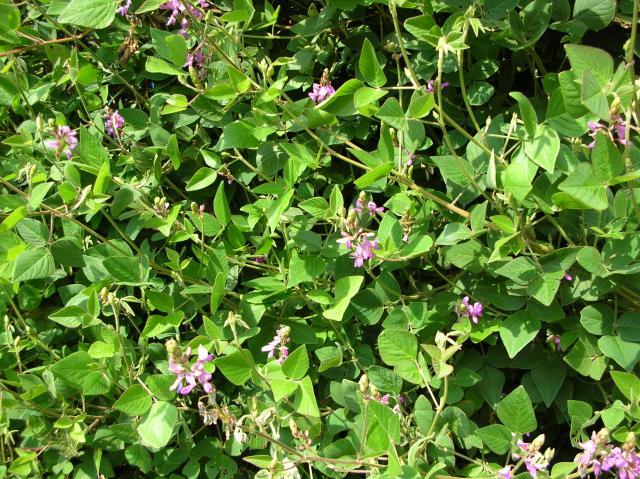 Greenleaf desmodium (Desmodium intortum), habit