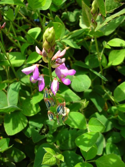 Greenleaf desmodium (Desmodium intortum), inflorescence, Maui, Hawaii