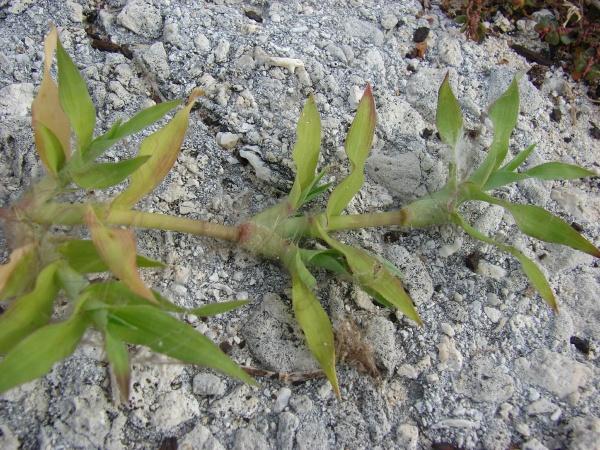 Egytian crowfoot grass (Dactyloctenium aegyptium), habit, Midway Atoll