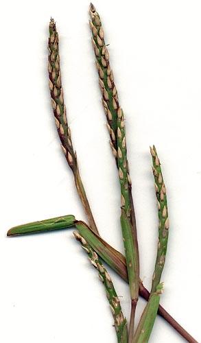 St Augustine grass (Stenotaphrum secundatum) inflorescence