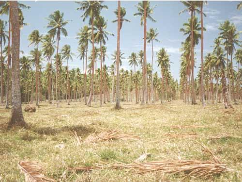 St Augustine grass (Stenotaphrum secundatum) in coconut plantation