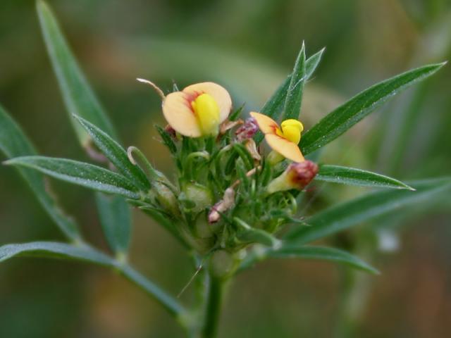 African stylo (Stylosanthes fruticosa), Hyderabad, India