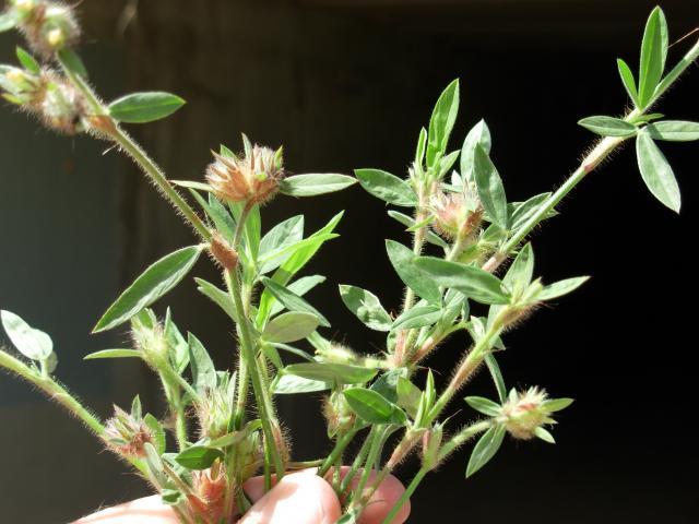 Stylo (Stylosanthes guianensis)