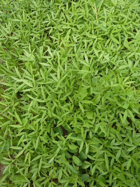 Caribbean stylo (Stylosanthes hamata), mixed stand with other legume, Queensland, Australia