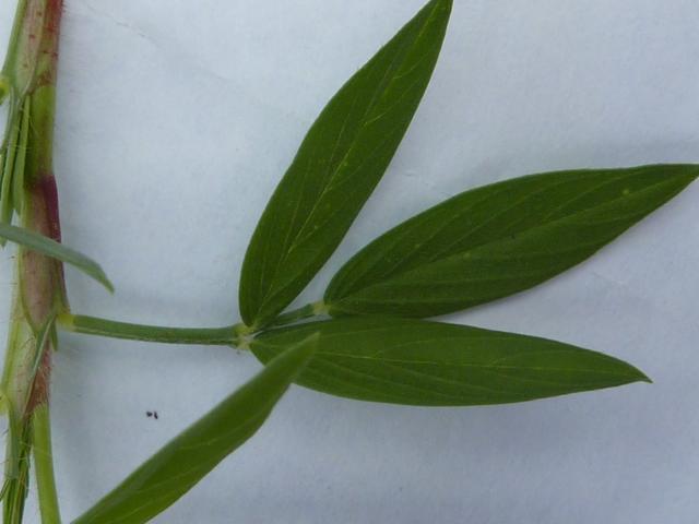 Townsville stylo (Stylosanthes humilis), leaf, Queensland, Australia