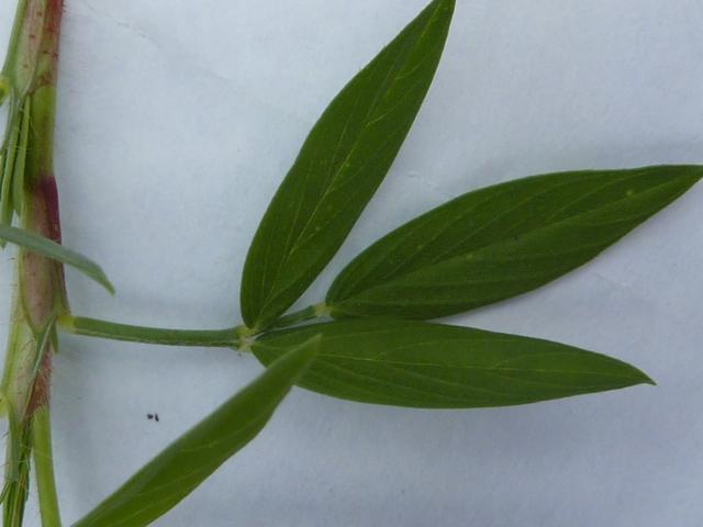 Townsville stylo (Stylosanthes humilis), leaf, Queensland, Australia