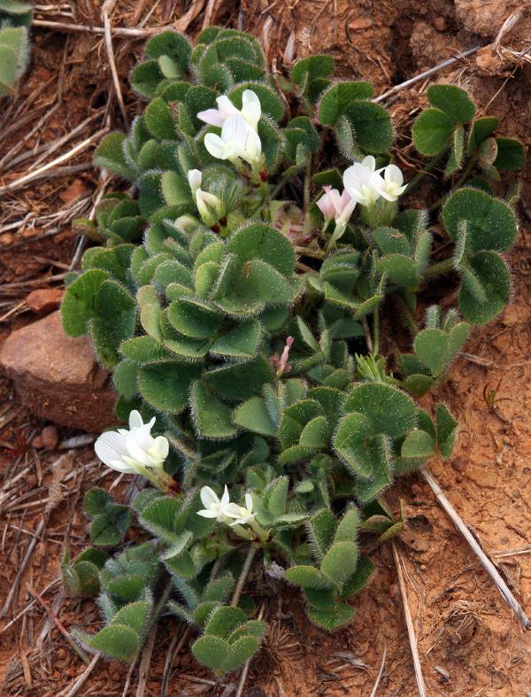 Subclover (Trifolium subterraneum), habit