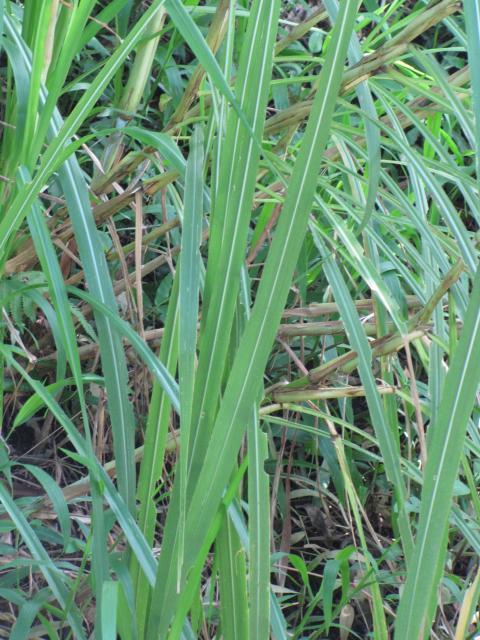 Sugarcane leaves