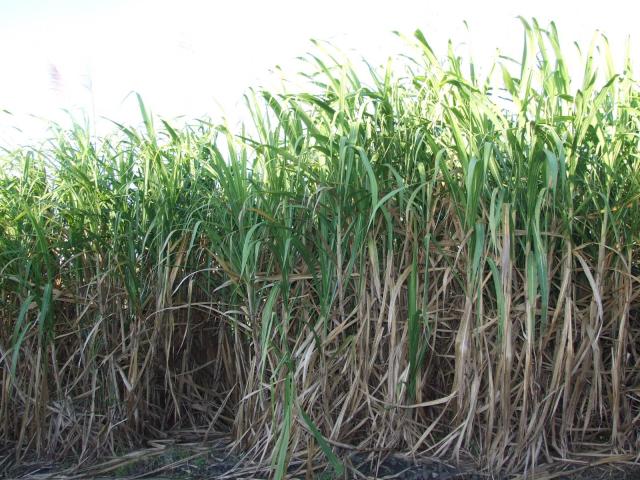 Sugarcane field, La Réunion