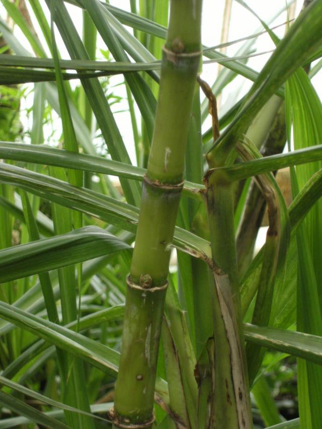 Sugarcane, stem and leaves, Kew Gardens, London