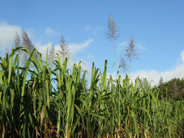 Sugarcane plants, La Réunion