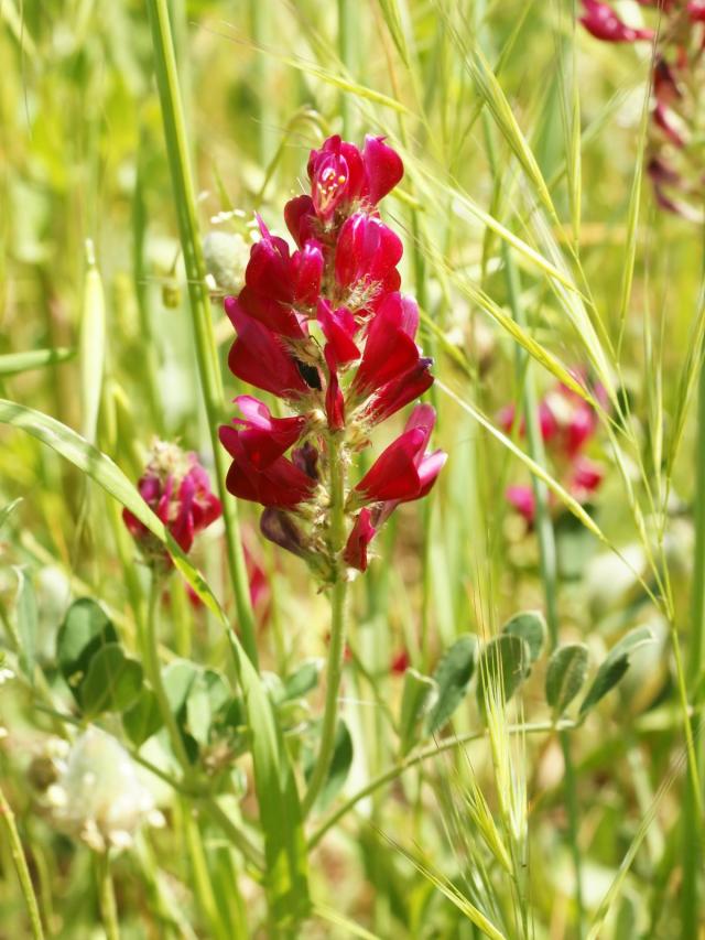 Sulla (Hedysarum coronarium), inflorescence, Italy