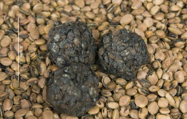 African locust bean (Parkia biglobosa), sumbala balls (fermented seeds)