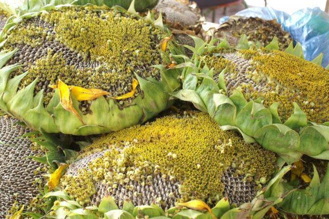 Sunflower heads