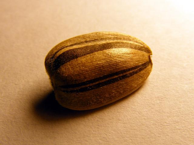 Sunflower (Helianthus annuus L.), seed