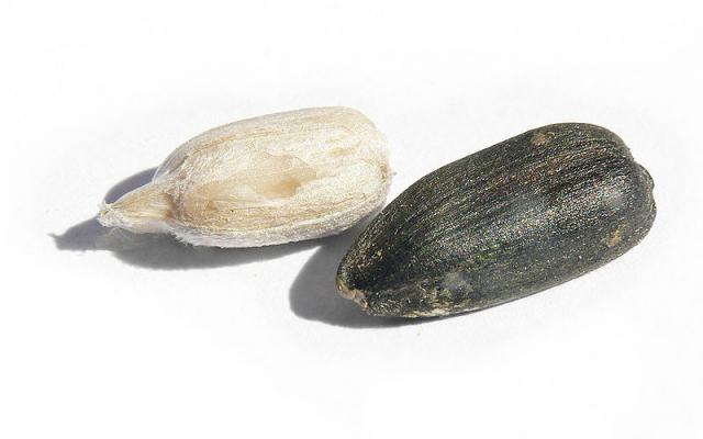 Sunflower seeds, decorticated (left) and undecorticated (right)