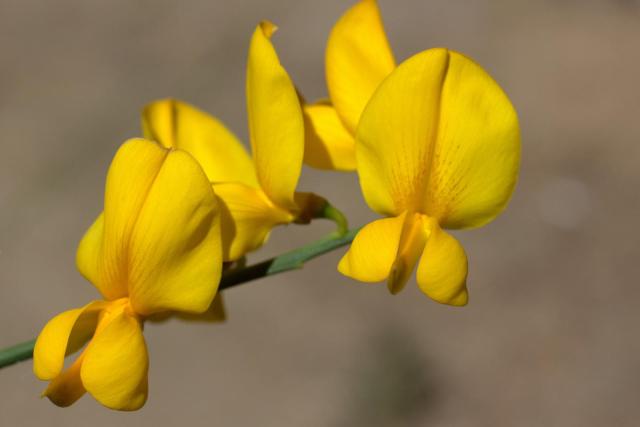 Sunn hemp (Crotalaria juncea), flower