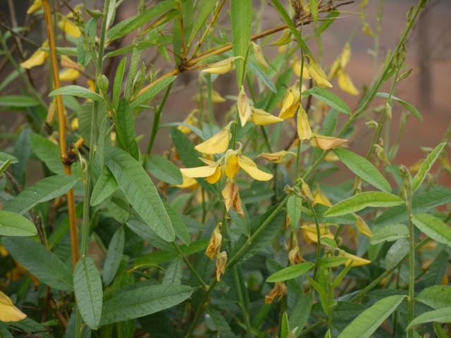 Sunn hemp (Crotalaria juncea), habit, India