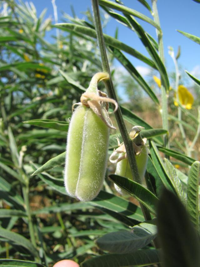 Sunn hemp (Crotalaria juncea), green pods