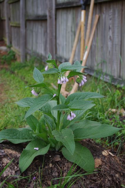 Russian comfrey (Symphytum × uplandicum)