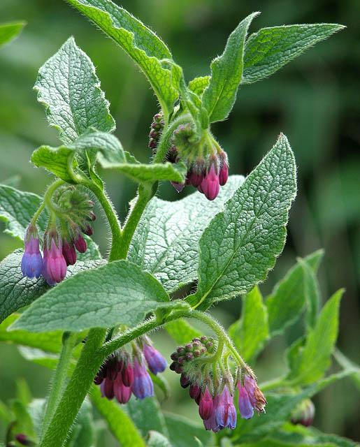 Russian comfrey (Symphytum x uplandicum)