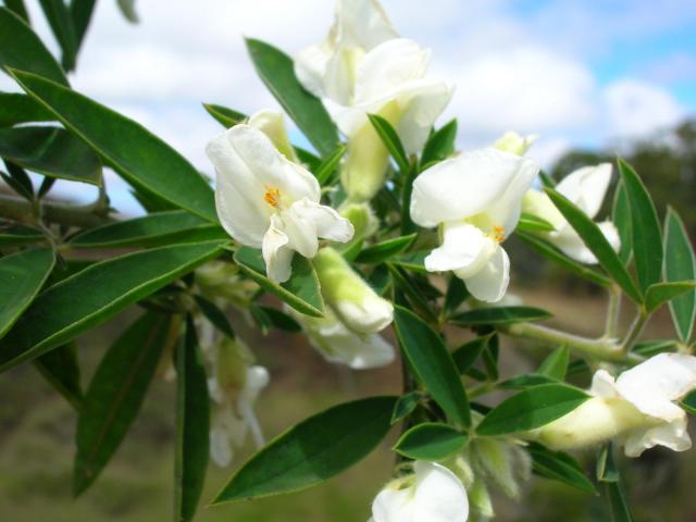 Tagasaste (Chamaecytisus prolifer), leaves and flowers