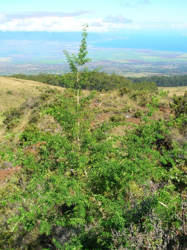 Tagasaste (Chamaecytisus prolifer), habit