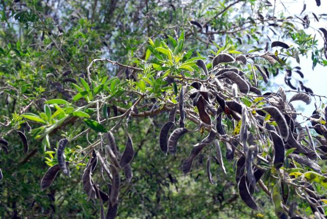 Tagasaste (Cytisus proliferus), pods