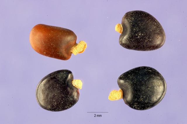 Tagasaste (Cytisus proliferus), seeds