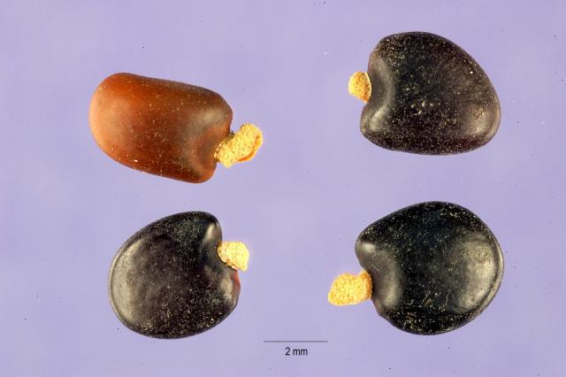 Tagasaste (Cytisus proliferus), seeds