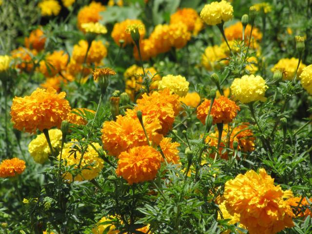 Tagetes erecta flowers