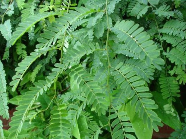 Tamarind leaves, India