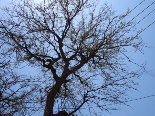 Tamarind tree during summer, India