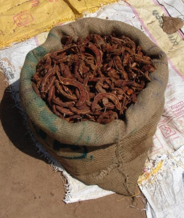 Tamarind pods