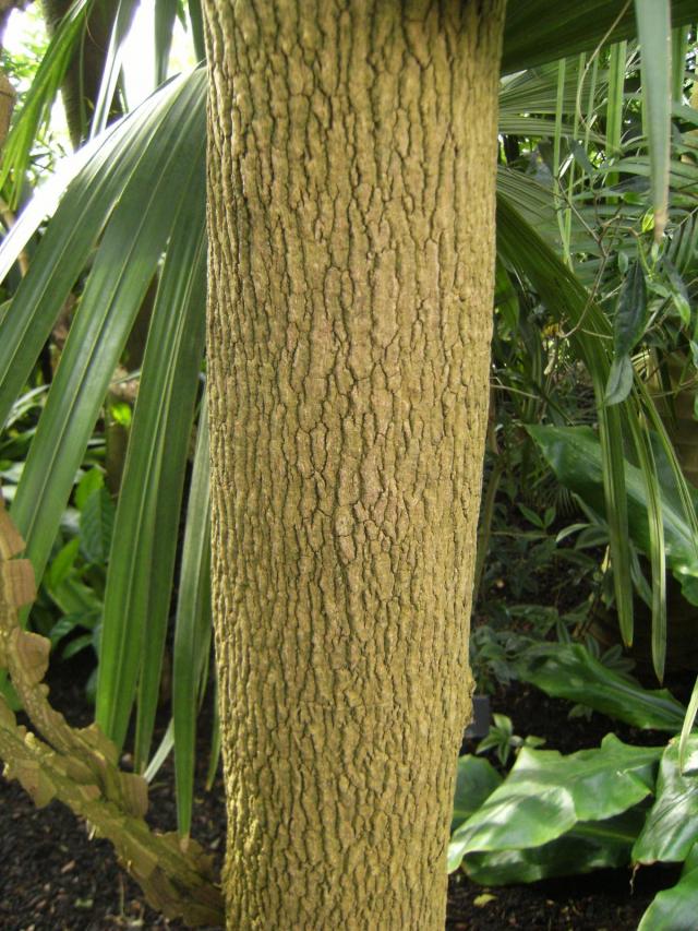Tamarind (Tamarindus indica), trunk, Kew Gardens, London