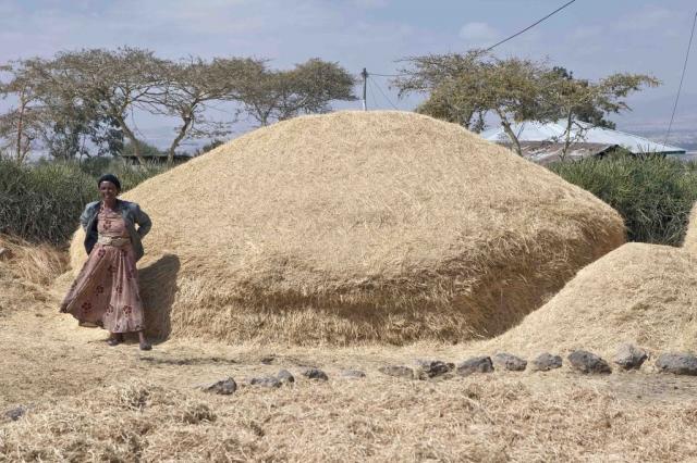 Tef (Eragrostis tef), pile of straw, Ethiopia