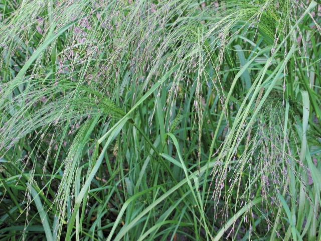 Teff (Eragrostis tef), flowering plant