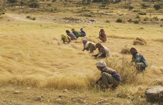 Teff (Eragrostis tef), harvest, Northern Ethiopia