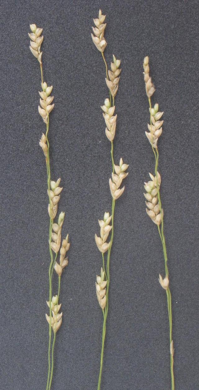 Teff (Eragrostis tef), spikelets