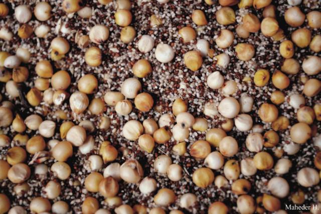 Mixture of tef grain (very small one) and sorghum grain used for Ethiopian beer production