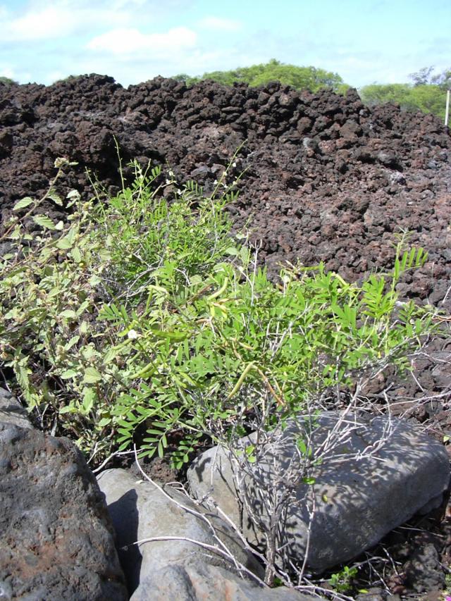 Ahuhu (Tephrosia purpurea) habit