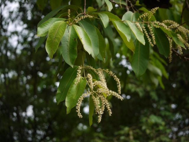 Asna (Terminalia elliptica) foliage and inflorescence