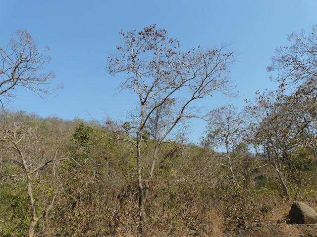 Asna (Terminalia elliptica) habit