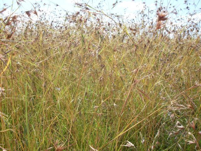 Themeda triandra