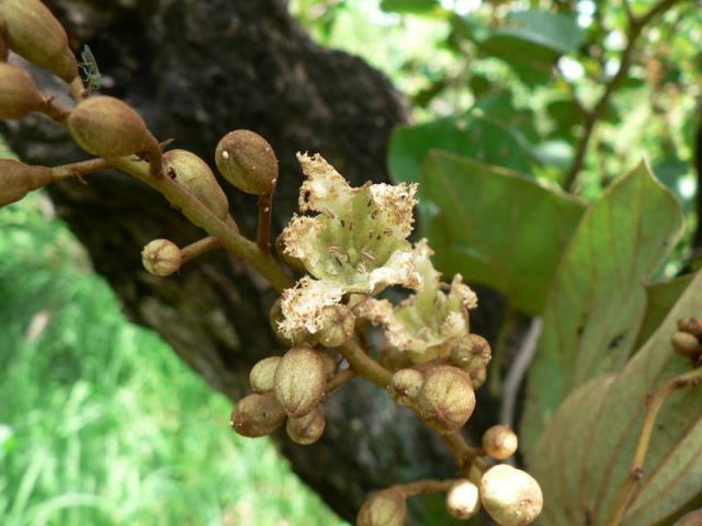 Bauhinia (Bauhinia thonningii) flower, Malawi