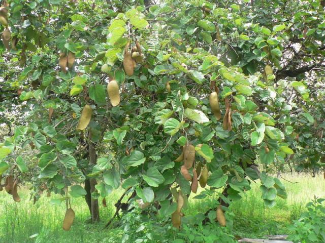 Bauhinia (Bauhinia thonningii) tree, Malawi